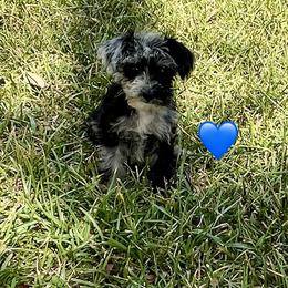 Blue Heart - Black and white male Schnoodle puppy in El Campo, Texas from Savannah's Schnauzers