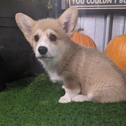 "Jane female " Basset Hound and Pembroke Welsh Corgi Puppies from 4 Sail Quarter Horses and Corgis