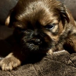 Red - Red female Shih Tzu puppy in Winston Salem, North Carolina from Jay&Ray Shih Tzu’s