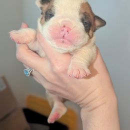 Bulldog Puppies from Hayzlett Family English Bulldogs