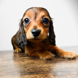 Wrenley 3200 - Red female Dachshund puppy in Sylvania, Alabama from Yancey’s Doxies