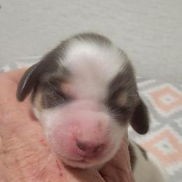 CHARLIE - Piebald male Dachshund puppy in Paradise, Texas from C and J Minis