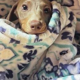 Dachshund All Grown Up from Keeping it mini kennels