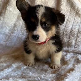 Xavier red - Black and tan male Pembroke Welsh Corgi puppy in Sanford, Michigan from Tambali Pembroke Welsh Corgis