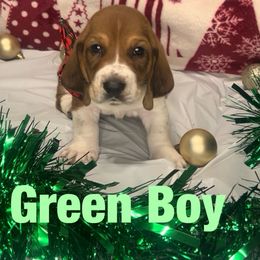 Boy 4 - male Basset Hound puppy in Lexington, Kentucky from Breashae's  Pups