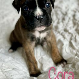Boxer Puppies from Stuart Island Boxers
