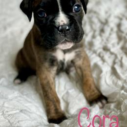 Boxer Puppies from Stuart Island Boxers