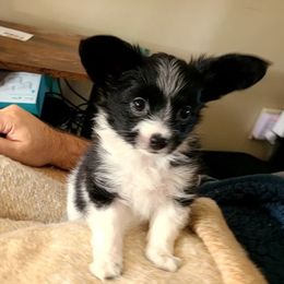 Papillon Puppies from Happy Paps