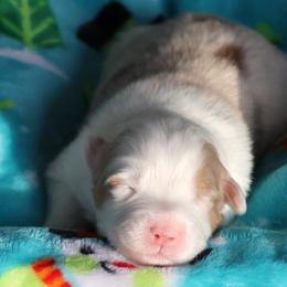 MaiTai - Red merle female Australian Shepherd puppy in Springville, New York from RisingStar Australian Shepherds