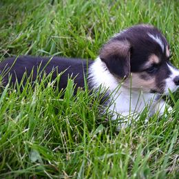 Jacob - Black and tan male Pembroke Welsh Corgi puppy in Bode, Iowa from The Blessed Herd