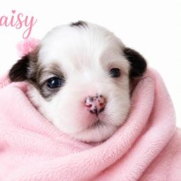 Daisy - Brindle and white female Shih Tzu puppy in Rockmart, Georgia from Sonya Garrett