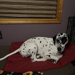 Dalmatian Puppies from Hallmark Dalmatians;