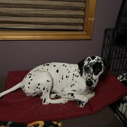 Dalmatian Puppies from Hallmark Dalmatians;
