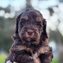 Charlie - Phantom Double Doodle puppy in Lynden, Washington from Cloud Nine Doodles