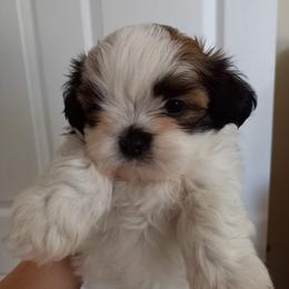 Shih Tzu Puppies from Tiny Bubbles Shih Tzus
