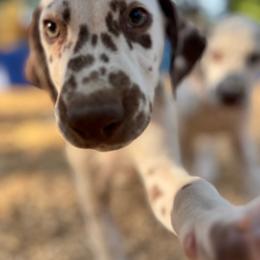 Sage(LUA,Deaf) - White and liver brown male Dalmatian puppy in Wilson, North Carolina from New Horizonz Dalmatians