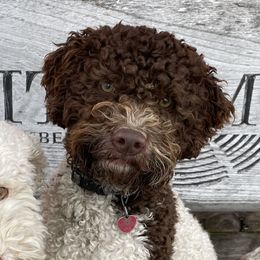 Penny - Lagotto Romagnolo
