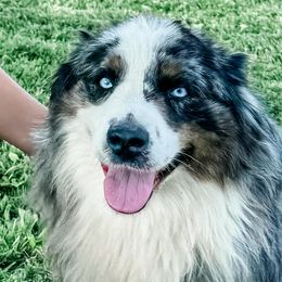 Booze - Miniature Australian Shepherd