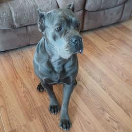 Athena - Cane Corso