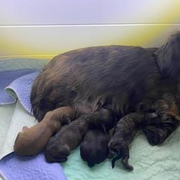 Cream brindle girl - Cream female Dachshund puppy in Wolf Lake, Indiana from Canisteo Dachshunds
