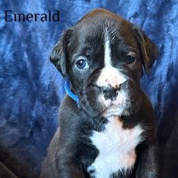 Boxer Puppies from Vincent's Pride Boxers