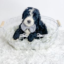 Bernedoodle, Cockapoo, and Goldendoodle Puppies from Danie’s Darling Doodles LLC