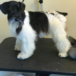 Pearl - Miniature Schnauzer