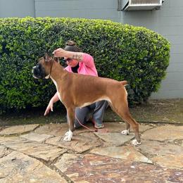 Freya - Boxer