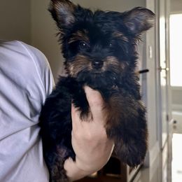 Nibby - Black and gold male Yorkshire Terrier puppy in Cape Coral, Florida from Katherine’s Yorkies and Poodles