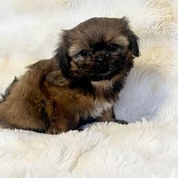 AKC Lizzy - Sable female Shih Tzu puppy in Greenville, South Carolina from Babyface Shih Tzu