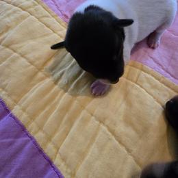 Kitsune Start Me Up - White black and tan male Toy Fox Terrier puppy in O'fallon, Illinois from Kitsune