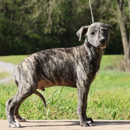 Poodles and Whippets from Charleston Reds Standard Poodles and Whippets