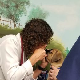 Bullmastiff Puppies from Faulkner Bullmastiffs
