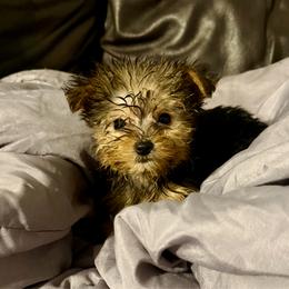 Yorkshire Terrier - Black and tan male Yorkshire Terrier puppy in Eddyville, Kentucky from Paw-Perfect Palace