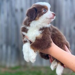Miniature Australian Shepherds and Toy Australian Shepherds from Sand Creek Toy and Mini aussies