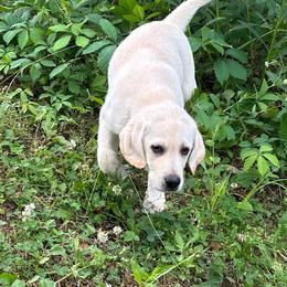 Tank - Yellow male Labrador Retriever puppy in Davenport, New York from New England Premier English Labradors