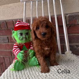 Celia - Red  female Goldendoodle puppy in Herriman, Utah from Gypsi Doodles & Poodles LLC.