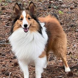 Shetland Sheepdogs from Huckleberry Farms Shelties