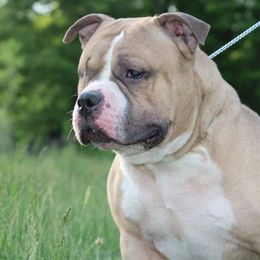 American Bullies from Tranquility Bullies