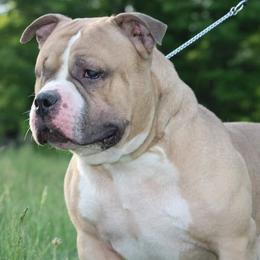 American Bullies from Tranquility Bullies