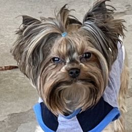 Romy - Yorkshire Terrier