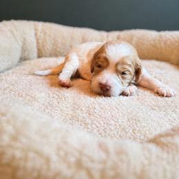 Garth (Brooks) - Caramel cream male Australian Labradoodle puppy in Millville, California from Hope Lane Kennels