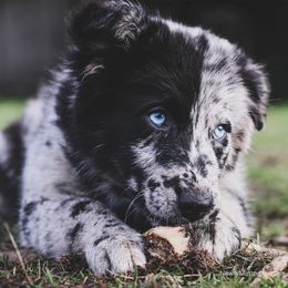 Australian Shepherds from Newly Minted Aussies