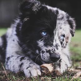 Australian Shepherds from Newly Minted Aussies