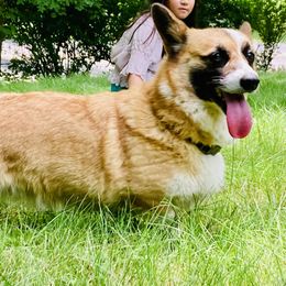 Dee dee - Pembroke Welsh Corgi