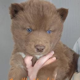 Orange boy - Red and white male Siberian Husky puppy in Terre Haute, Indiana from April's Huskies