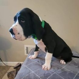 Great Dane Puppies from Show Me Great Danes