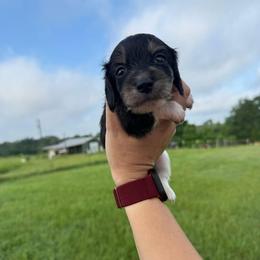 DRM3 black cream or tan - Black and cream male Dachshund puppy in Carthage, Texas from Rafter C Ranch Doxies
