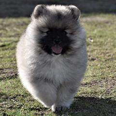 Keeshond Puppies from Anna Boehringer