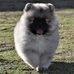 Keeshond Puppies from Anna Boehringer